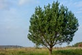 Majestic and one in the field oak, a symbol of strength and majesty, ecology on the planet, steppe and tree Royalty Free Stock Photo