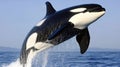 Majestic Orca Breaching the Surface of the Ocean Royalty Free Stock Photo
