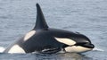 Majestic Orca Breaching the Surface of the Ocean Royalty Free Stock Photo