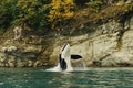 Majestic Orca Breaching the Surface of the Ocean Royalty Free Stock Photo