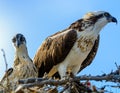 A majestic osprey Pandion haliaetus in the nest eating a fish and feeding its chick with fish Royalty Free Stock Photo