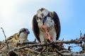 A majestic osprey Pandion haliaetus in the nest eating a fish and feeding its chick with fish Royalty Free Stock Photo