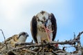 A majestic osprey Pandion haliaetus in the nest eating a fish and feeding its chick with fish Royalty Free Stock Photo