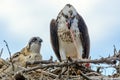 A majestic osprey Pandion haliaetus in the nest eating a fish and feeding its chick with fish Royalty Free Stock Photo