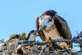 A majestic osprey Pandion haliaetus in the nest eating a fish and feeding its chick with fish Royalty Free Stock Photo