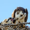 A majestic osprey Pandion haliaetus in the nest eating a fish and feeding its chick with fish Royalty Free Stock Photo