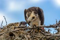 A majestic osprey Pandion haliaetus in the nest eating a fish and feeding its chick with fish Royalty Free Stock Photo