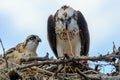 A majestic osprey Pandion haliaetus in the nest eating a fish and feeding its chick with fish Royalty Free Stock Photo