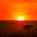 Majestic ostrich silhouetted against a stunning orange sunset over a field