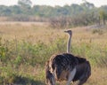 Majestic ostrich strides across a grassy plain in Hwange National Park, Zimbabwe