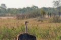 Majestic ostrich strides across a grassy plain in Hwange National Park, Zimbabwe