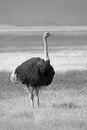 Majestic ostrich