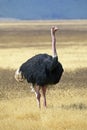 Majestic ostrich