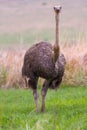 Majestic ostrich walking through a lush, grassy field, surrounded by tall, swaying grass