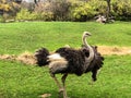 Majestic ostrich walking with open wings