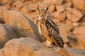 Majestic Owl Perched on Rocky Terrain at Golden Hour with Intense Gaze and Natural Background