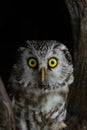 Majestic owl perched on a tree branch, staring into the distance with its large, golden eyes