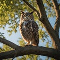 Majestic Owl Perched on Willow Tree at Sunset Royalty Free Stock Photo