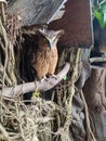 Majestic Owl Photos: Capturing the Beauty of these Mysterious Creatures