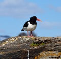 Majestic oystercatcher bird standing on sea shore rock in summer