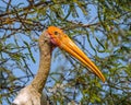 Majestic Painted stork bird perched atop a tree branch, looking off into the distance Royalty Free Stock Photo