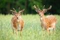 Majestic pair of fallow deer stags standing on meadow in the summer.