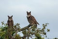 Majestic pair of virgin eagle owls perched on a picturesque tree branch