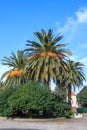 Majestic palm tree Royalty Free Stock Photo