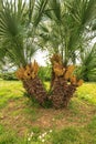 Majestic palm tree Royalty Free Stock Photo