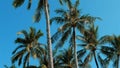 Majestic palm trees with lush green leaves against a clear blue sky. Royalty Free Stock Photo
