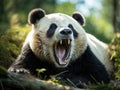 Majestic Panda Roaring in Natural Habitat