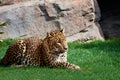 Majestic panther resting on a grass carpet