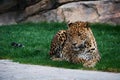 Majestic panther resting on a grass carpet