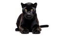 Majestic Panther on White Background