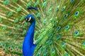 Majestic peacock Royalty Free Stock Photo