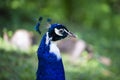 Majestic peacock in a beautiful day Royalty Free Stock Photo