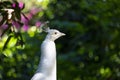 Majestic peacock in a beautiful day Royalty Free Stock Photo