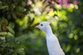 Majestic peacock in a beautiful day Royalty Free Stock Photo