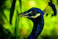 Majestic peacock in blue colours in front of green blurry backgroun