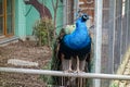 Majestic peacock with a blue head and green plumage sits in front of its cage on a wooden fence . Multicolored male peacock bird Royalty Free Stock Photo