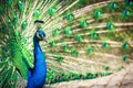 Majestic peacock (Pavo cristatus)