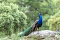 Majestic peacock perched on a rock