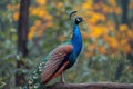 A majestic peacock poses elegantly on a tree branch