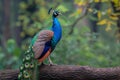 A majestic peacock poses elegantly on a tree branch