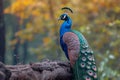 A majestic peacock poses elegantly on a tree branch Royalty Free Stock Photo