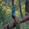 A majestic peacock poses elegantly on a tree branch Royalty Free Stock Photo