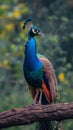 A majestic peacock poses elegantly on a tree branch Royalty Free Stock Photo