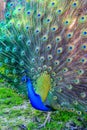 A majestic peacock presenting it's tail feathers in the park. Royalty Free Stock Photo
