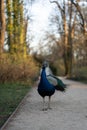 Majestic Peacock Stands Proudly on a Garden Path Royalty Free Stock Photo
