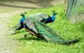 Majestic Peacocks posing in the sun